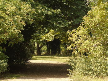 Trees on landscape