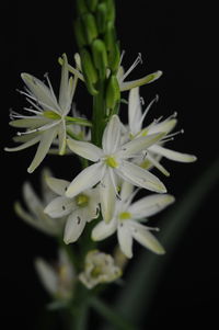 Close-up of white flower