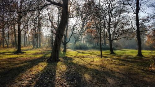 Trees on field in forest