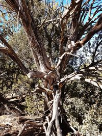 Low angle view of bare tree in forest