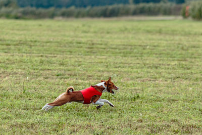 Running basenji dog in red jacket across the meadow on lure coursing competition