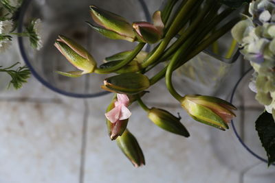 Close-up of flowering plant