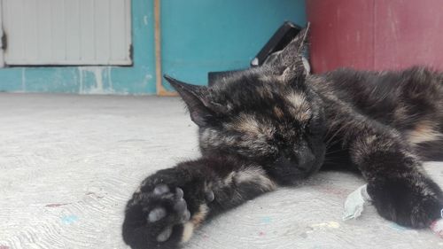 Cat resting on floor