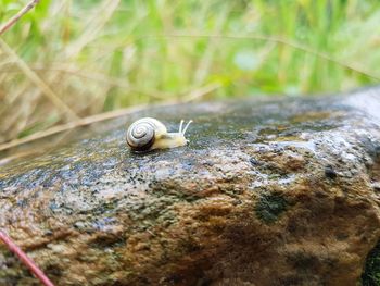 Close-up of snail on rock