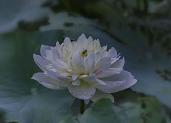 Close-up of water lily blooming outdoors