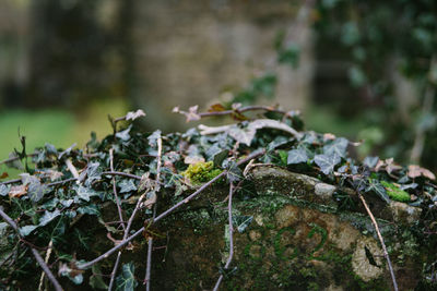 Close-up of mushrooms growing on plant