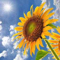 Close-up of sunflower blooming against sky