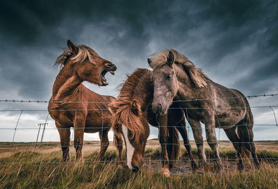 Horses on field against sky