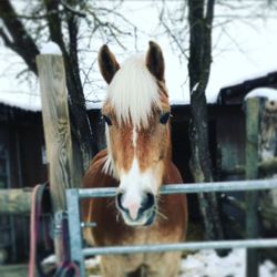 View of a horse in stable