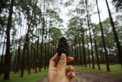 Cropped image of hand holding pine cone in forest