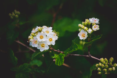 Close-up of white flowering plant