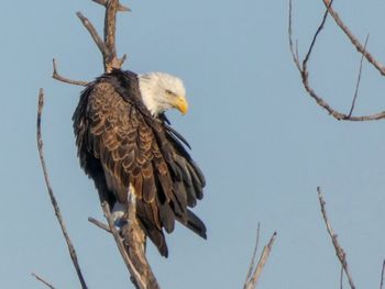 Low angle view of eagle perching on branch against sky