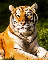 Close-up portrait of tiger