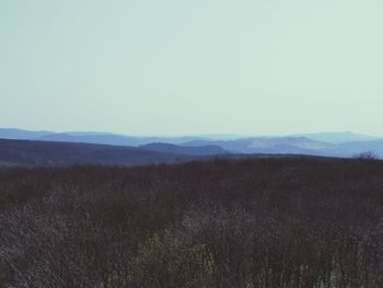 Scenic view of field against clear sky