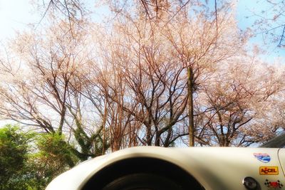 Low angle view of bare trees against sky