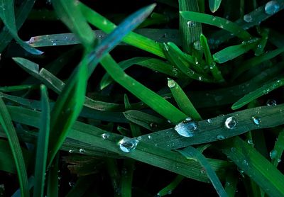 Close-up of wet grass