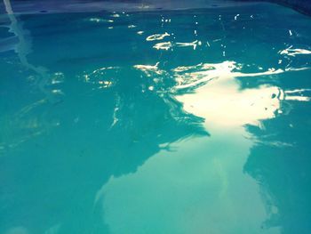 Close-up of swimming in sea