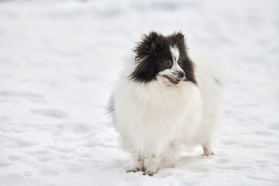 Portrait of dog on snow