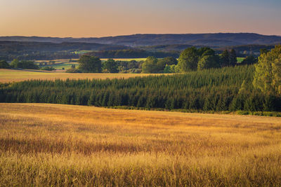 Panoramic view of golden grass ears, beautiful countryside and sun setting over rolling hills