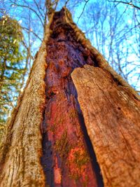 Low angle view of tree trunk in forest