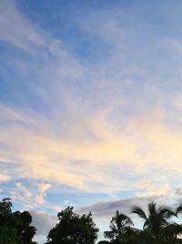 Low angle view of silhouette trees against sky