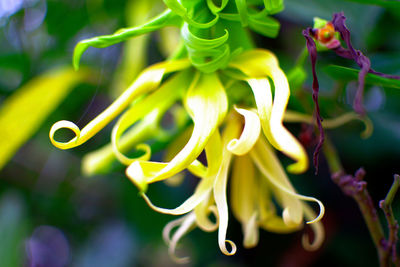 Close-up of yellow flowering plant