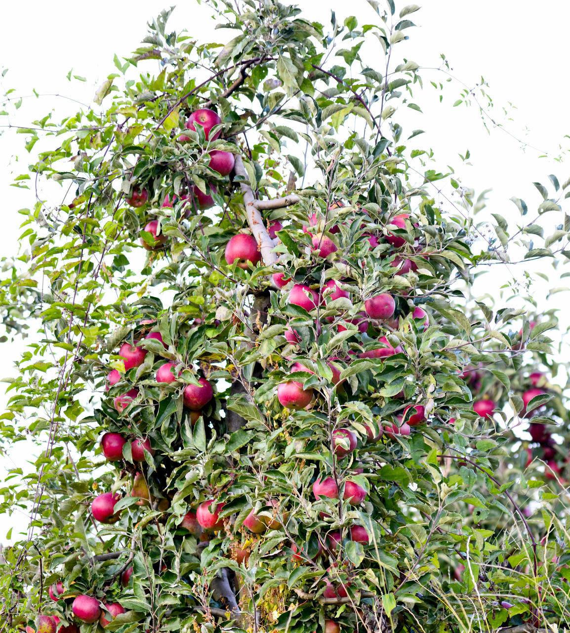 LOW ANGLE VIEW OF BERRIES ON TREE