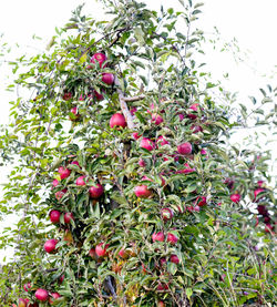 Low angle view of red berries growing on tree