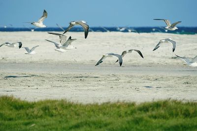 Seagulls flying over land