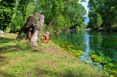 Trees in park