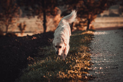 Dog running on field