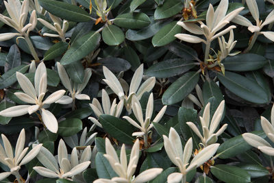 High angle view of succulent plant on field