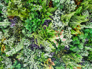 High angle view of flowering plants on field