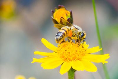 Close-up of bee pollinating on yellow flower