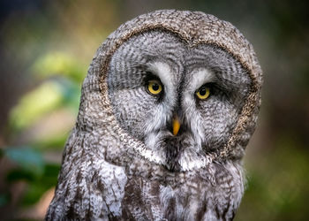 Close-up portrait of owl