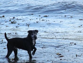 Portrait of dog on beach