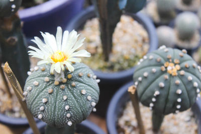 Close-up of succulent plant