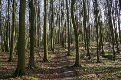 View of trees in forest