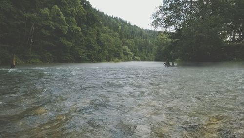 Scenic view of lake by trees