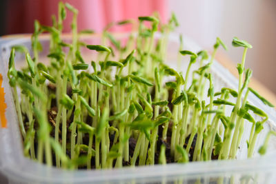 Close-up of potted plant
