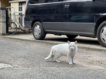 Portrait of a cat on street in city