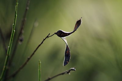 Close-up of lizard on leaf