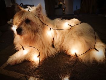 Close-up of dog relaxing on floor