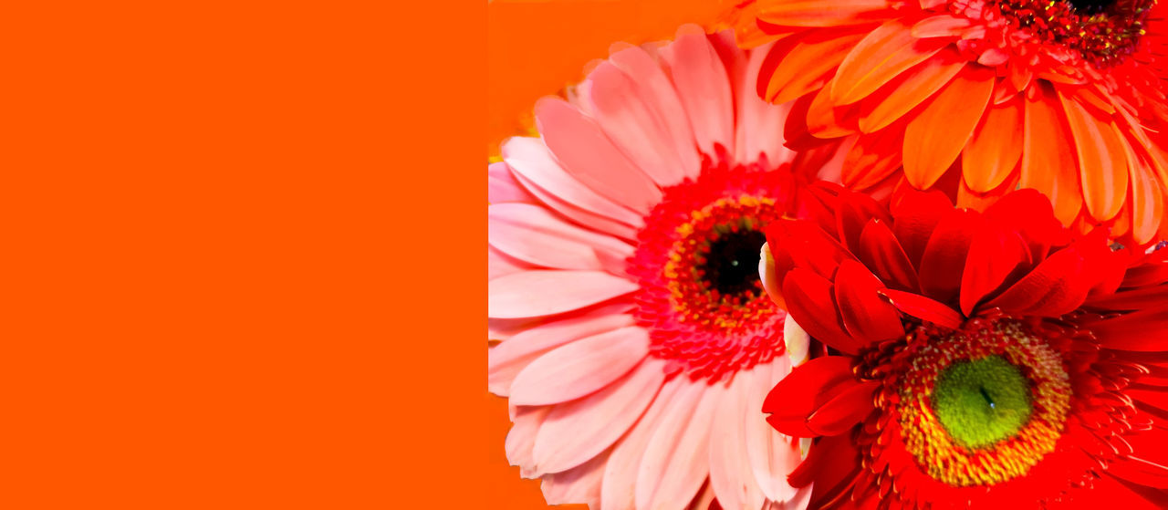 flower, flowering plant, plant, flower head, beauty in nature, freshness, petal, fragility, inflorescence, red, close-up, gerbera daisy, orange color, nature, daisy, studio shot, no people, pollen, growth, poppy, indoors, colored background, vibrant color, copy space, yellow