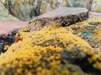 Close-up of rock and moss