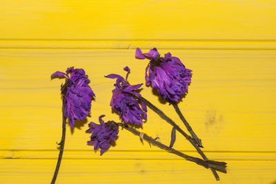 Close-up of purple flowers