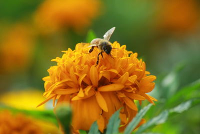 Close-up of bee pollinating on flower