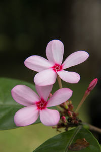 Close-up of frangipani blooming outdoors