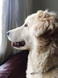 Close-up of a dog looking away