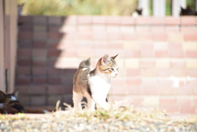 Cat looking away outdoors